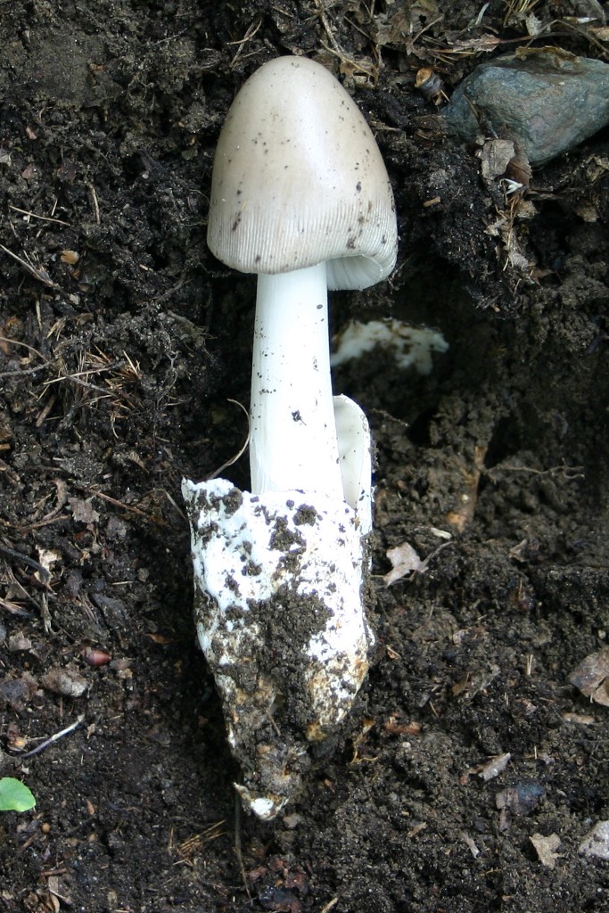 amanita da determinare